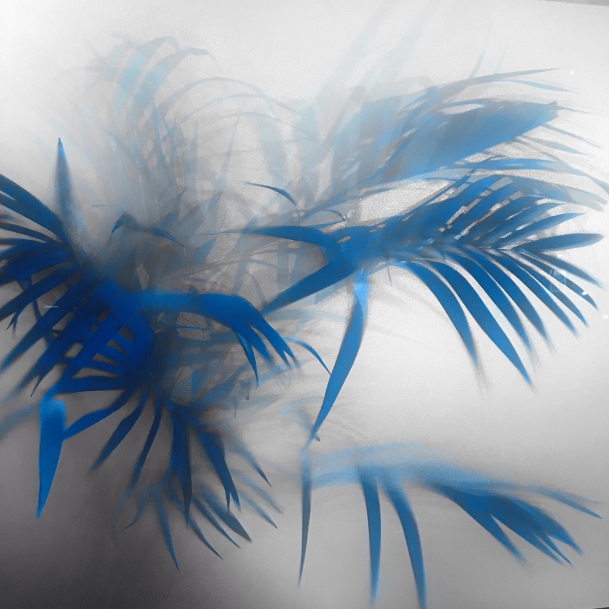 Hazy foggy picture of palm fronds tinted in blue